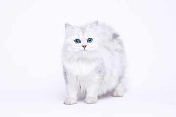 Funny large longhair white cute kitten with beautiful big eyes. Pets and lifestyle concept. Lovely fluffy cat on white background.