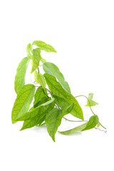 Yanang leaves on white background