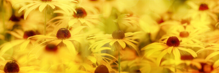 sonnenhut blumen in der sonne - obrazy, fototapety, plakaty