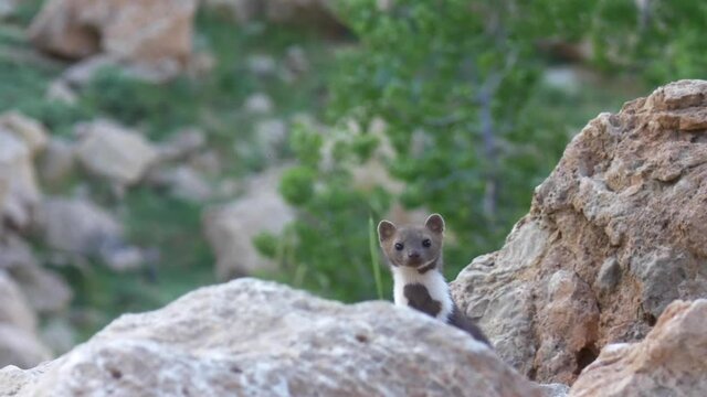 Beech marten on rocks looking at the camera
Close shot view, summer,2020,mount hermon,israel
