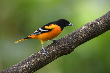 Baltimore oriole perched on branch