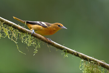Baltimore oriole perched on moss branch