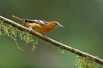 Baltimore oriole perched on moss branch