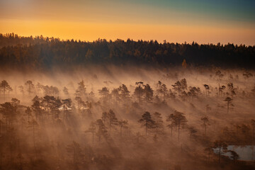 Obraz na płótnie Canvas A beautiful aerial drone view of a bog forest wth sunrise rays of light shining through shadows and much fog, steam or smoke, creating shadows and copy space