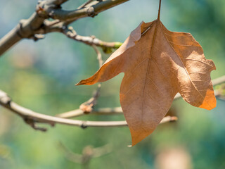 Dried platanus leaf hanging from a branch of the tree.