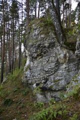 White gypsum rock, in a pine forest on the left slope of the Iren River valley. Autumn in the foothills of the Western Urals.