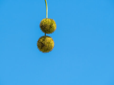 Fruits and seeds of Platanus or plane tree against clear blue sky.