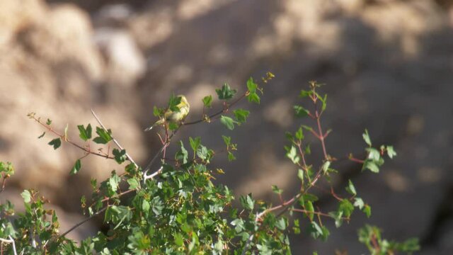 Syrian serin male on tree
Medium shot view, Mount Hermon, Israel
