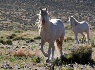 wild white stallions wild horses
