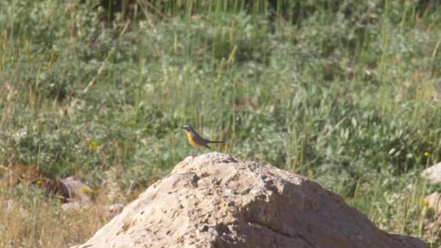 White throated robin on rock
Mount hermon Medium shot, Israel

