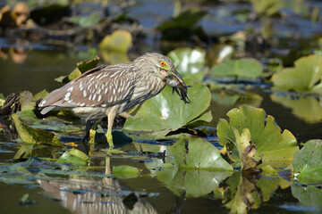 Juvenile Black Crowned Night Heron with a fish