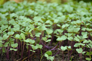 the small ripe green cabbage plant seedlings in the garden.