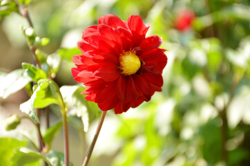 the beautiful red flower of dahlia with leaves and plant in the garden.