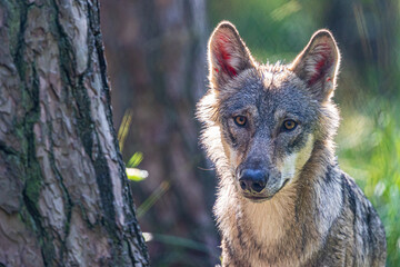 Grauwolf  hinter einem Baum