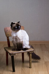 cat with blue eyes on a chair