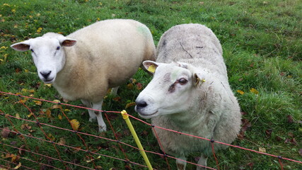 Naklejka na ściany i meble Zwei neugierige Schafe