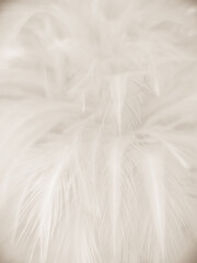 Beautiful abstract gray feathers on white background and soft white feather texture on white pattern and brown background, brown feathers