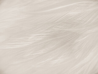 Beautiful abstract gray feathers on white background and soft white feather texture on white pattern and brown background, brown feathers