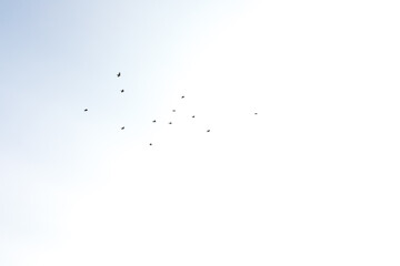 flock of birds