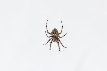 a large European spider on a web catches a small bug