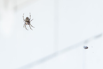 a large European spider on a web catches a small bug
