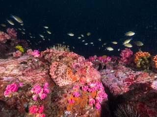 Scorpionfish on the rock in Mergui archipelago, Myanmar