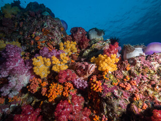 Fototapeta na wymiar Scorpionfish between corals in Mergui archipelago, Myanmar