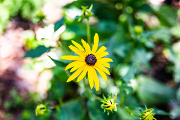 Yellow garden flower, close up. Rudbeckia.