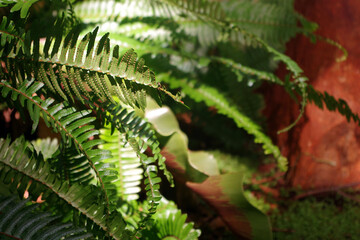 Fern in Shadow