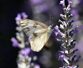 butterfly on flower