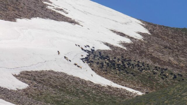 Syrian goat herders and goats, Mount Hermon, Syria
Long shot, Snowy Syria, Israel,2020
