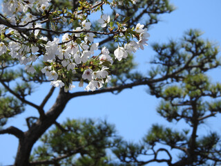 桜と松