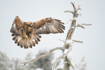Golden eagle (Aquila chrysaetos) landing on a dry tree branch wings wide open