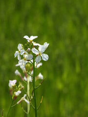 麦畑の白い菜の花