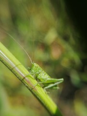 macro photography grasshopper.