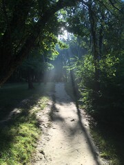 Obraz premium Sun rays in green forest at the morning