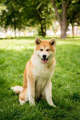 Portrait of cute akita inu dog at the park.