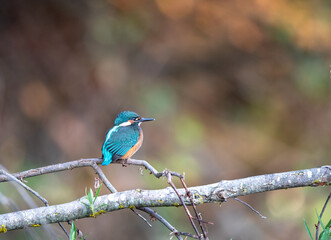 Kingfisher bird on branch