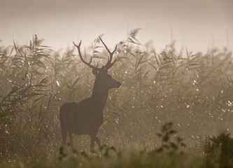 Red deer walking in reed on fog