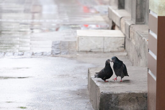Two pigeons, lovers kissing under the rain in a street. They belong to columa livia, also known as Rock dove, the most common species of pigeon