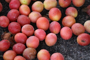 A lot of ripe cherry plum lying on the ground, close-up on a sunny day.