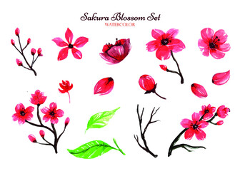 The Watercolor Artwork Of a Gorgeous Set Of Cherry Blossoms Is Neatly Arranged Against This White Background.