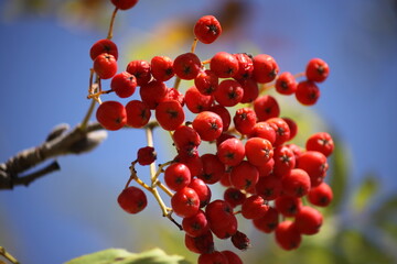 A bunch of mountain ash hanging on a branch, shot close-up on a clear sunny day.