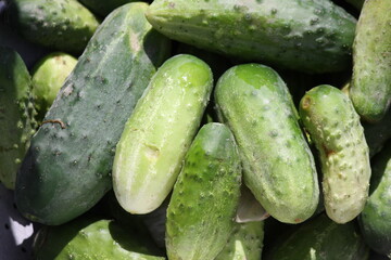 A lot of ripe cucumbers, shot close-up on a clear sunny day.