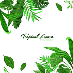 White Background With Tropical Green Leaves For Decoration On Frame In Flat Design Vector For Your Creative Typography Creations.