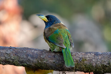 Great Barbet photographed in Sattal, India