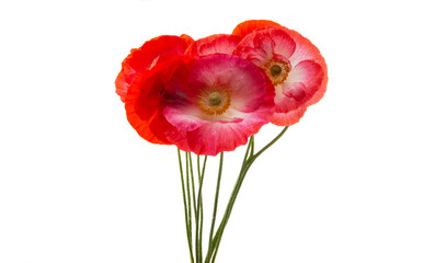 beautiful poppies isolated