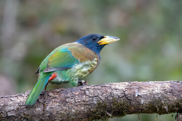 Great Barbet photographed in Sattal, India