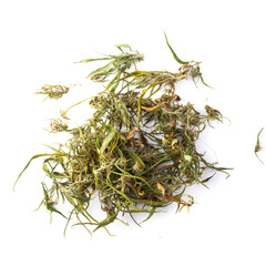 Marijuana Dried Cannabis Sativa and Leaves. Isolated on white background