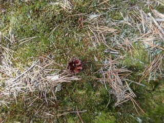 A pine cone on the forest litter.